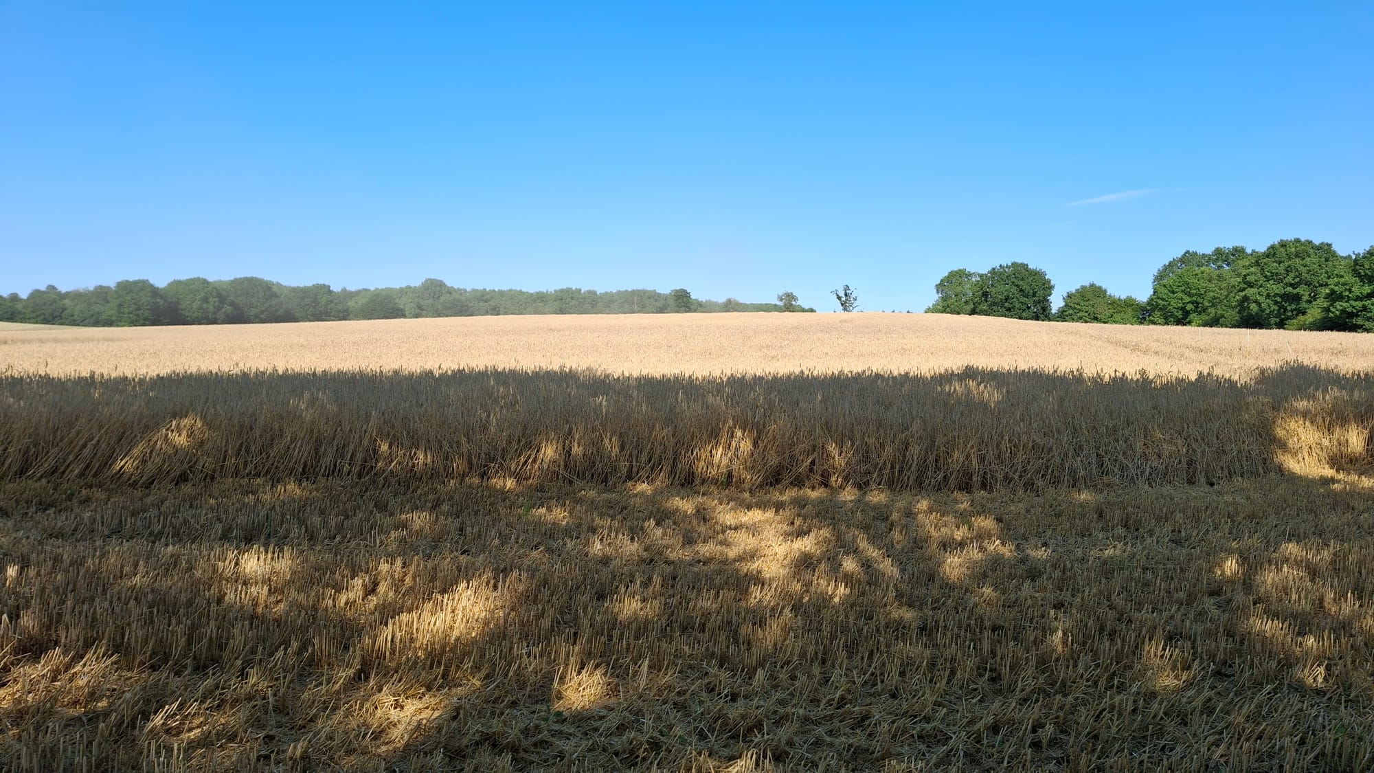 Summer wheat