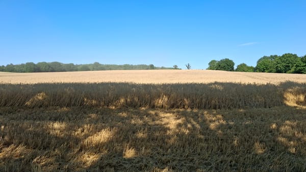 Summer wheat